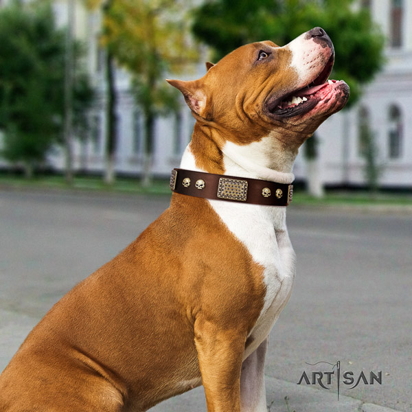 Amstaff exquisite full grain leather dog collar with adornments for comfortable wearing