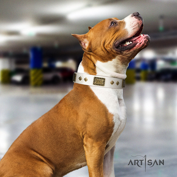 Amstaff significant full grain leather dog collar with decorations for easy wearing