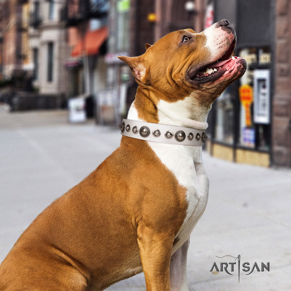 Amstaff stylish design genuine leather dog collar with embellishments for everyday walking