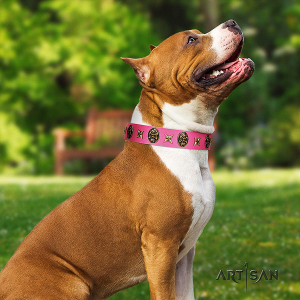 Amstaff exceptional full grain natural leather dog collar for daily walking