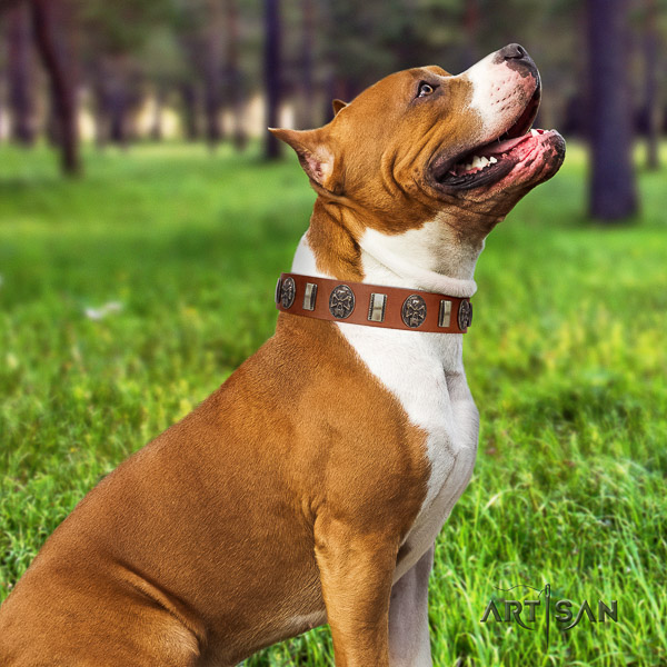 Amstaff amazing leather dog collar for stylish walking