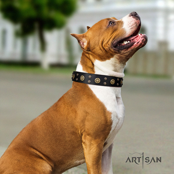 Amstaff awesome full grain leather dog collar with decorations for easy wearing