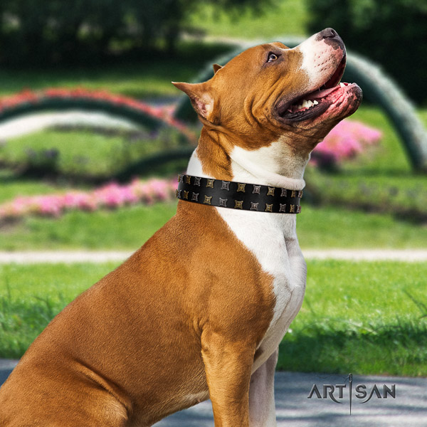Amstaff amazing full grain leather dog collar for daily walking