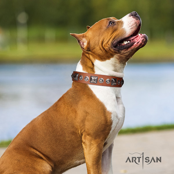 Amstaff exquisite leather dog collar with studs for stylish walking