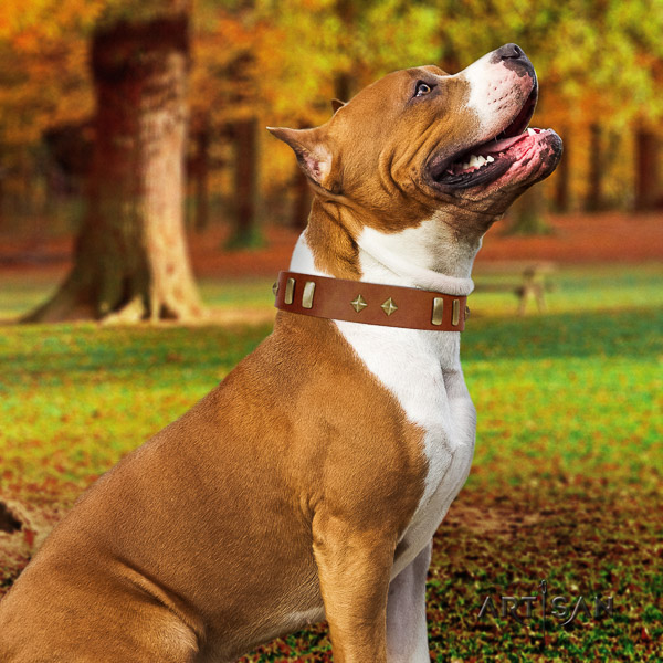 Amstaff remarkable full grain genuine leather dog collar for walking