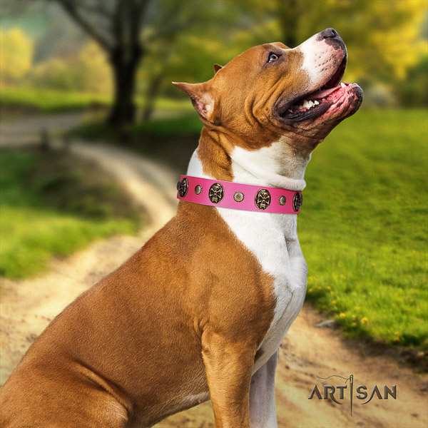 Amstaff stunning genuine leather dog collar for handy use