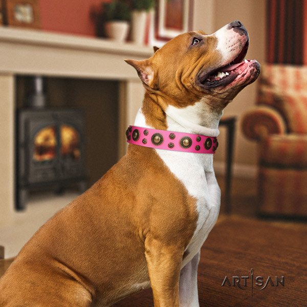 Amstaff amazing genuine leather dog collar with embellishments for handy use