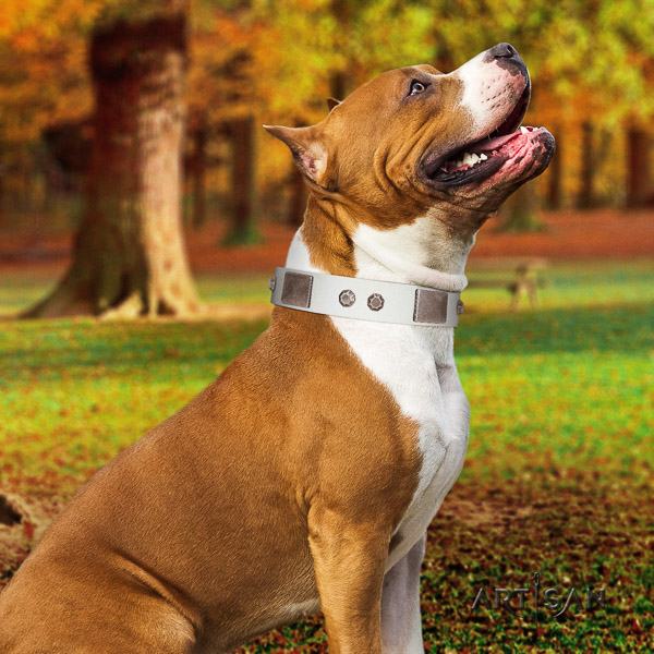 Amstaff trendy leather dog collar for daily walking