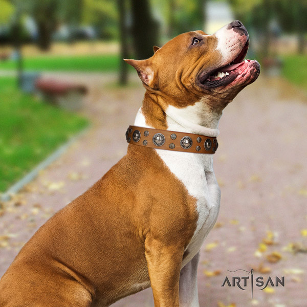 Amstaff stylish design genuine leather dog collar with decorations for easy wearing