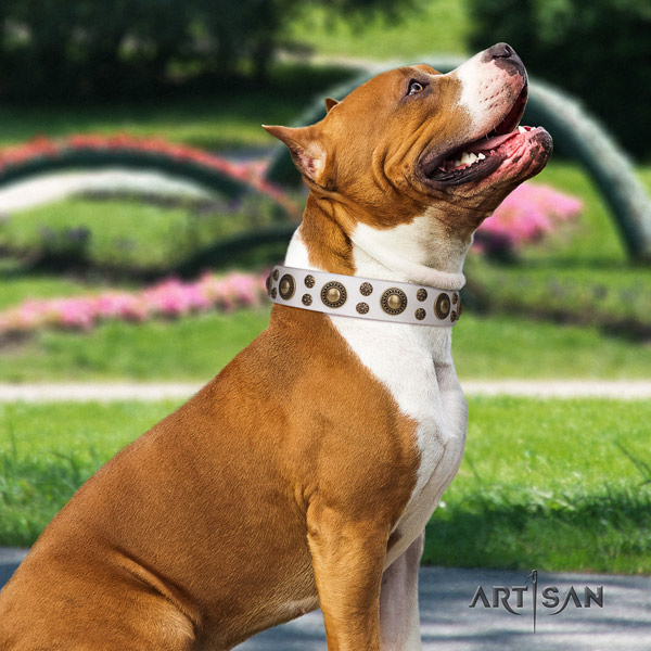 Amstaff stunning leather dog collar with embellishments for everyday walking