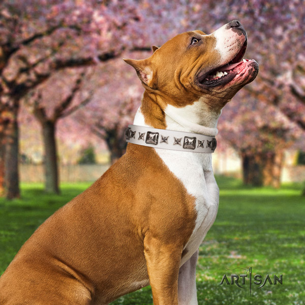 Amstaff unusual full grain leather dog collar with studs for daily walking