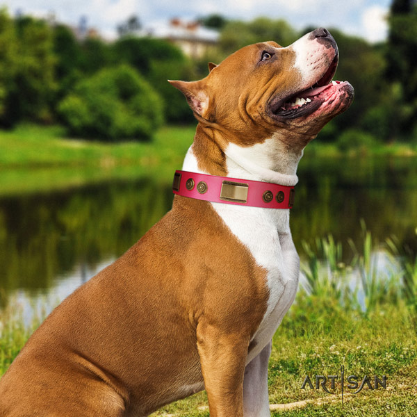 Amstaff awesome genuine leather dog collar with embellishments for stylish walking