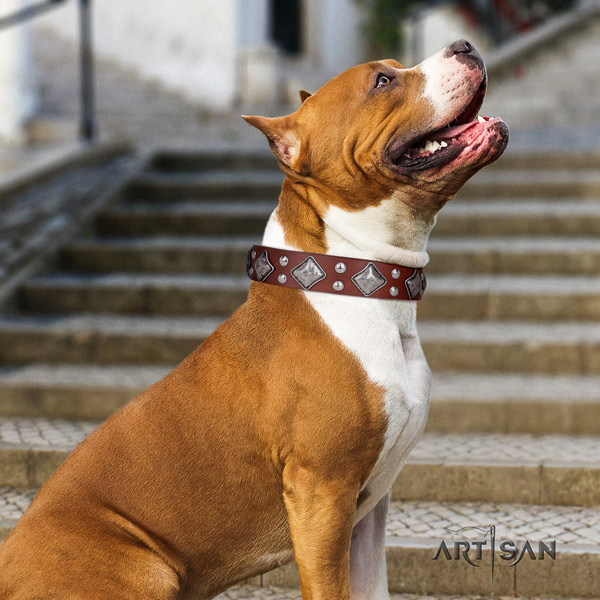 Amstaff impressive genuine leather dog collar with studs for stylish walking