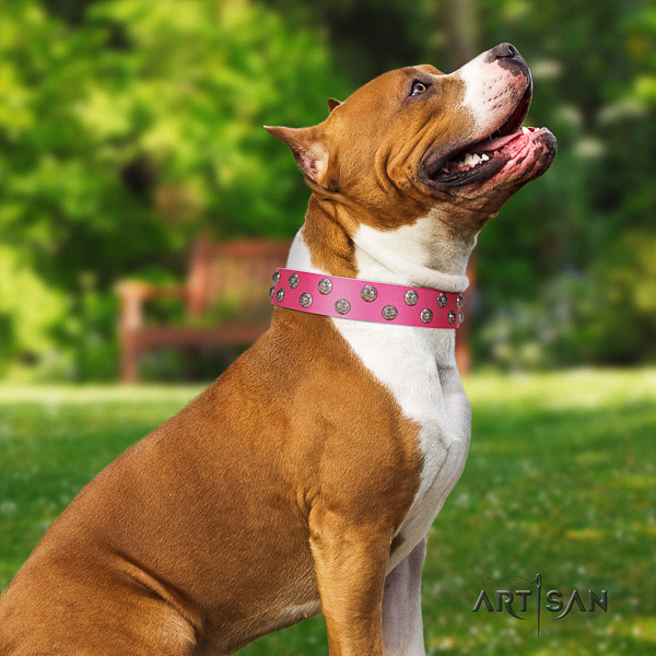 Amstaff impressive full grain leather dog collar for daily use