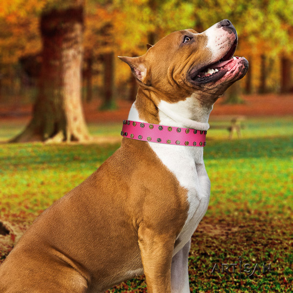 Amstaff handmade full grain genuine leather dog collar for fancy walking