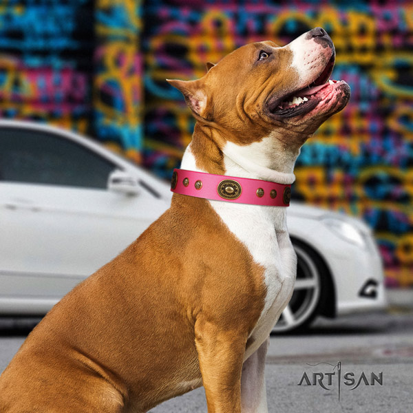 Amstaff stunning genuine leather dog collar with decorations for stylish walking
