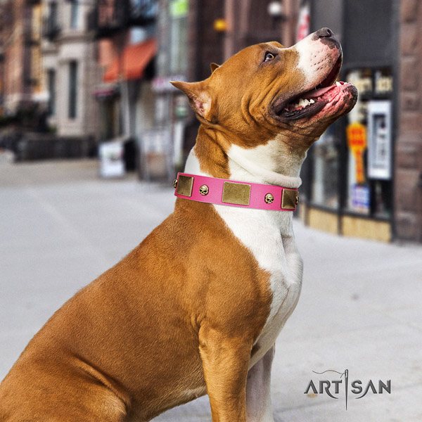 Amstaff adorned full grain leather dog collar for comfy wearing