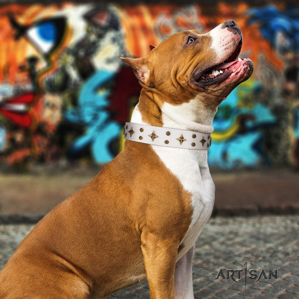 Amstaff exceptional leather dog collar with studs for easy wearing