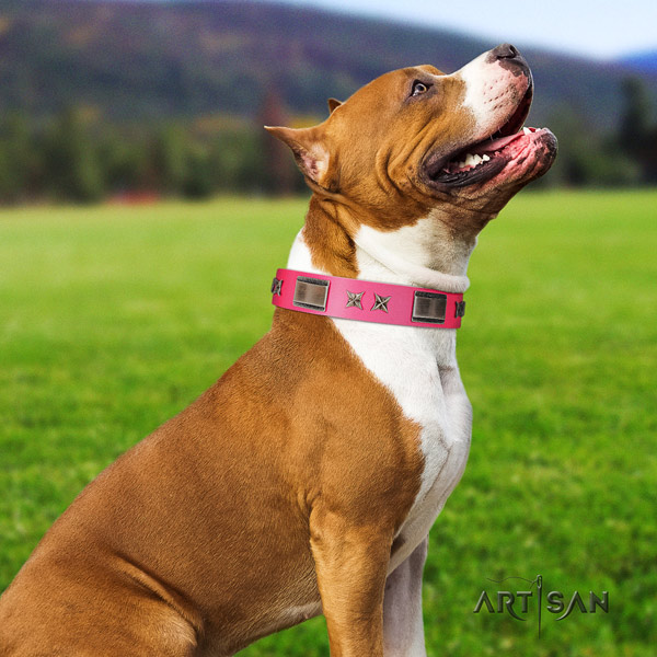 Amstaff fashionable genuine leather dog collar with decorations for stylish walking