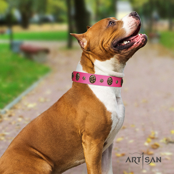 Amstaff best quality full grain genuine leather dog collar for comfy wearing