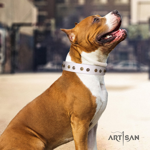 Amstaff stylish design leather dog collar with adornments for everyday walking