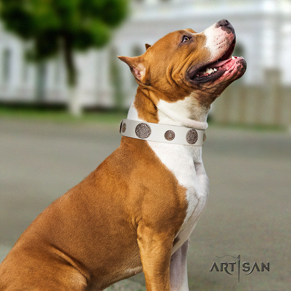 Amstaff designer full grain genuine leather dog collar for fancy walking