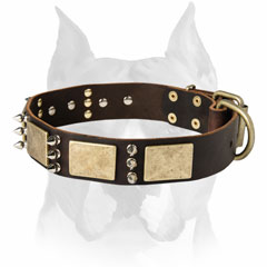 Perfect Amstaff breed dog collar with brass plates and nickel     spikes