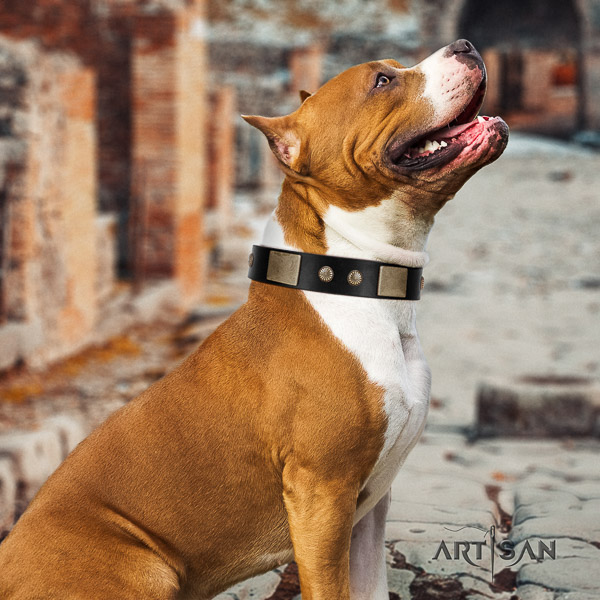 Amstaff best quality natural genuine leather dog collar for stylish walking