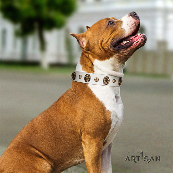 Amstaff top notch full grain natural leather dog collar for stylish walking