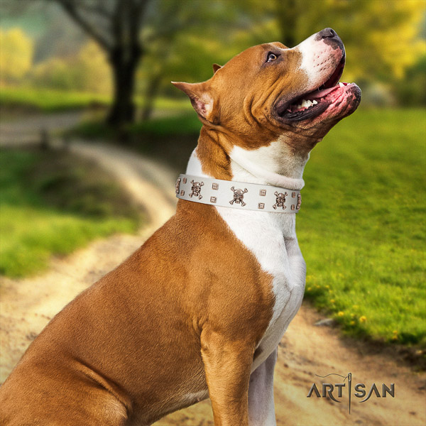 Amstaff extraordinary full grain natural leather dog collar for basic training