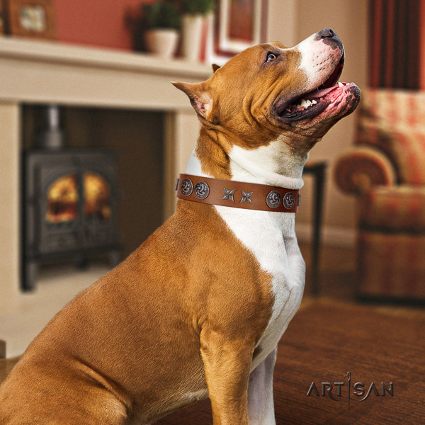 Amstaff trendy full grain genuine leather dog collar for everyday walking