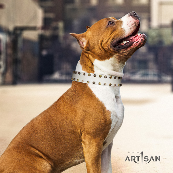 Amstaff comfortable genuine leather dog collar for basic training