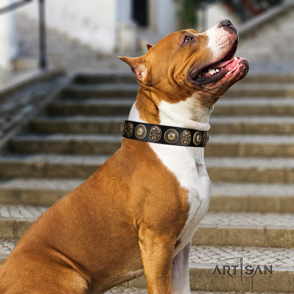 Amstaff impressive natural genuine leather dog collar for fancy walking