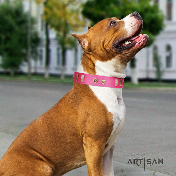 Amstaff handmade full grain leather dog collar for daily use