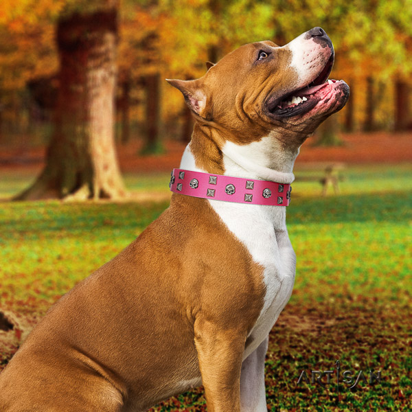 Amstaff stunning full grain genuine leather dog collar for comfy wearing