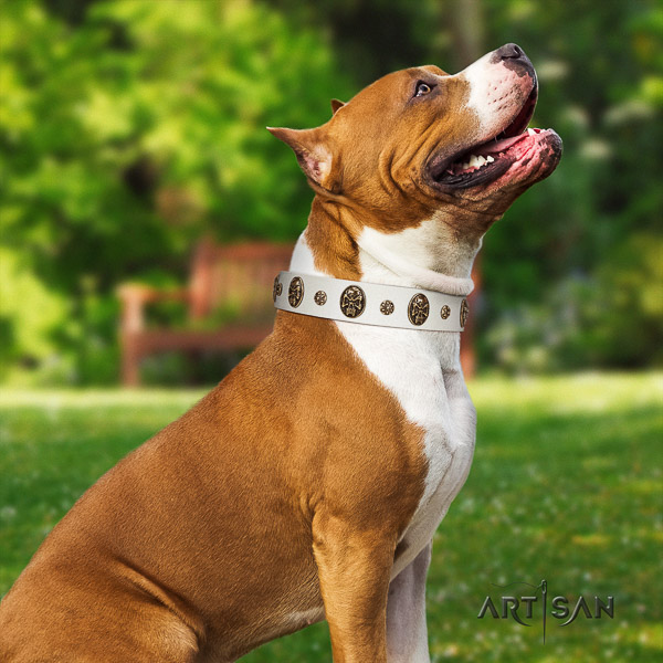 Amstaff comfortable full grain natural leather dog collar for comfortable wearing