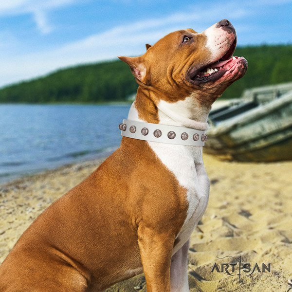 Amstaff awesome genuine leather dog collar for handy use