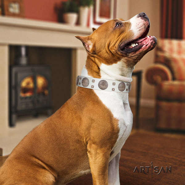 Amstaff amazing full grain leather dog collar for basic training