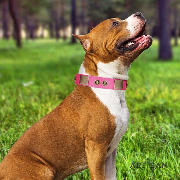 Amstaff top quality genuine leather dog collar for everyday use