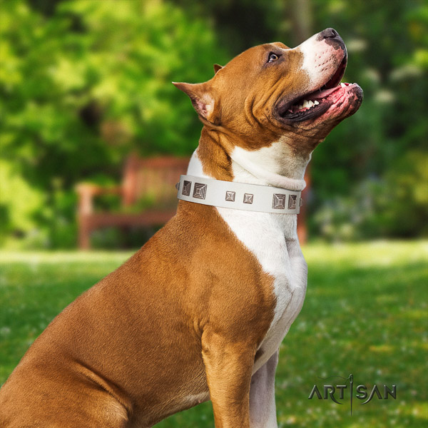Amstaff incredible natural genuine leather dog collar for stylish walking