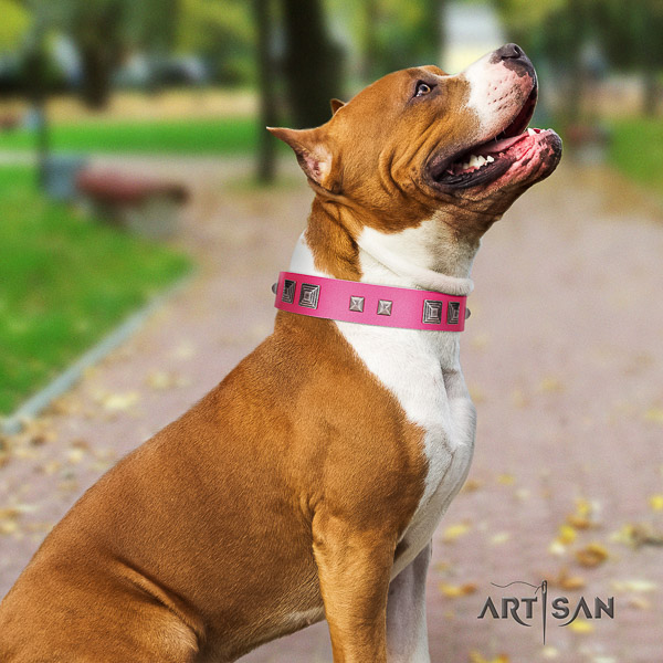 Amstaff handmade natural genuine leather dog collar for everyday walking