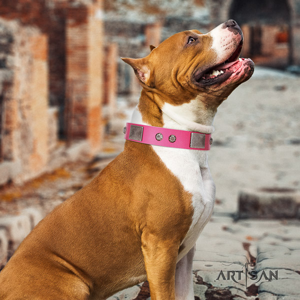 Amstaff extraordinary full grain natural leather dog collar for everyday use