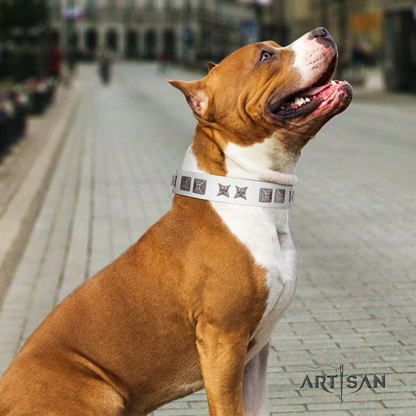 Amstaff easy wearing leather dog collar for basic training
