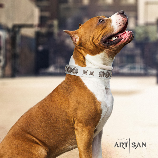 Amstaff stylish design genuine leather dog collar for everyday use