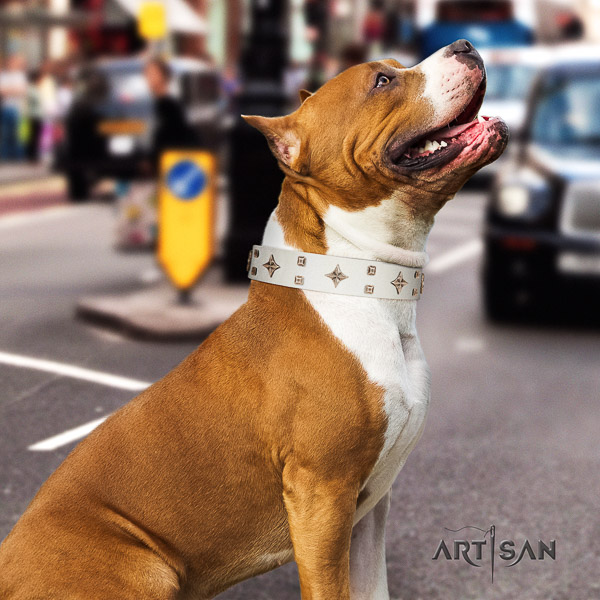 Amstaff stunning genuine leather dog collar for everyday walking