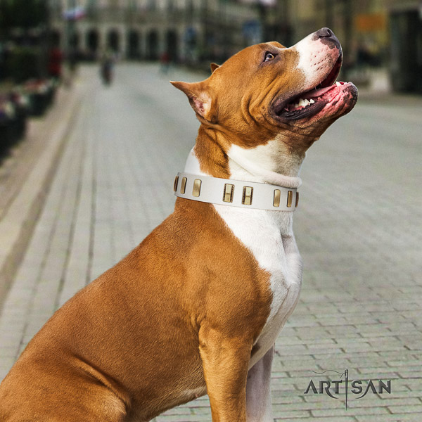 Amstaff incredible leather dog collar for daily walking