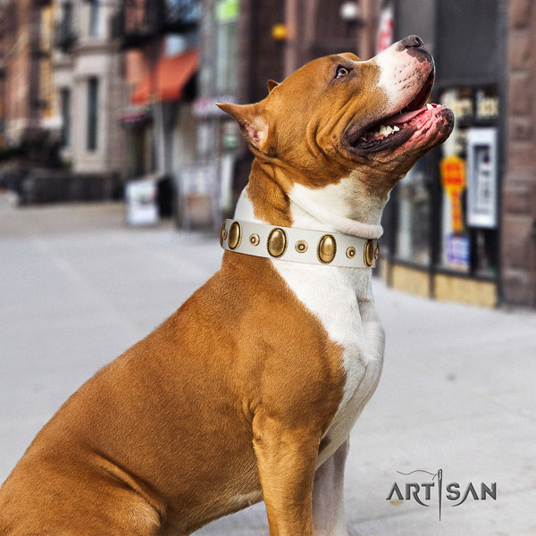 Amstaff extraordinary natural genuine leather dog collar for fancy walking