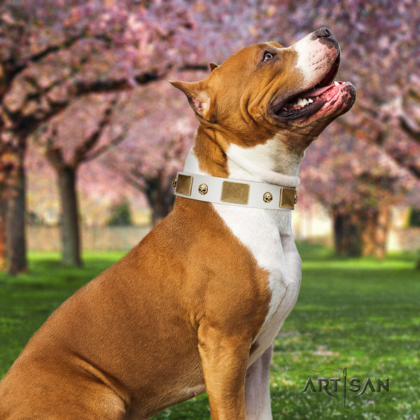 Amstaff extraordinary natural genuine leather dog collar for stylish walking