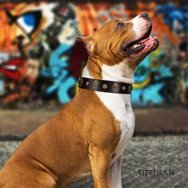 Amstaff fine quality genuine leather dog collar for everyday walking