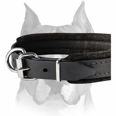 Walking and training felt padded leather dog collar for Amstaff